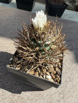 Turbinicarpus flaviflorus